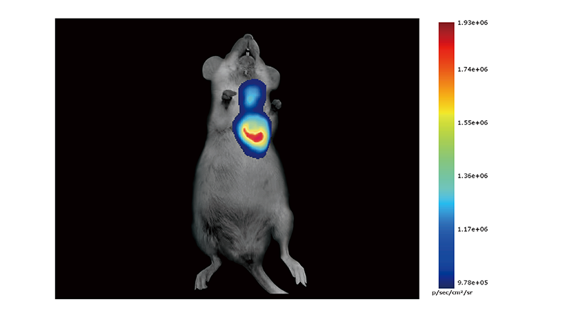 Bioluminescence Imaging of Orthotopic Lung Cancer Model