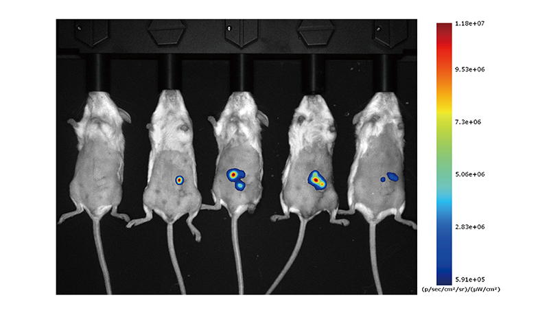 Imaging of GFP-Labeled Orthotopic Colon Cancer