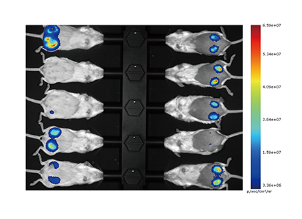 High-Throughput Imaging of 10 Mice