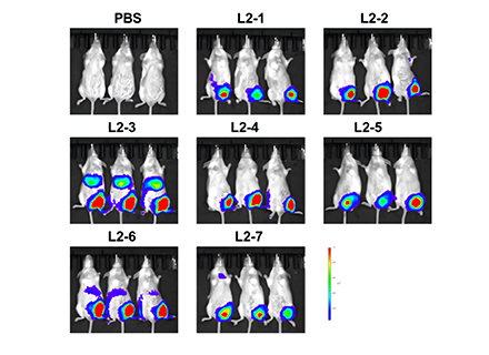 In Vivo Biodistribution of Lipid Nanoparticles (LNPs)