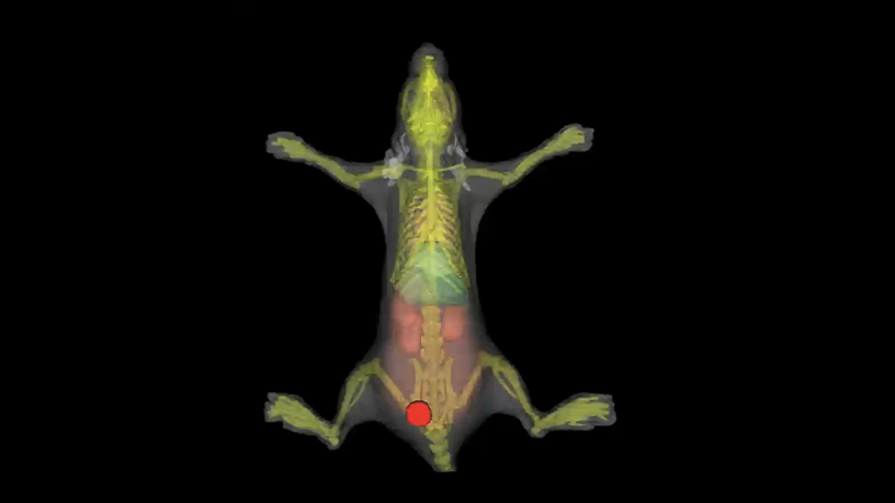 3D Visualization of Optical Signals within Organ Atlas