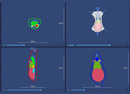 Orthotopic Lung Cancer Xenograft Model