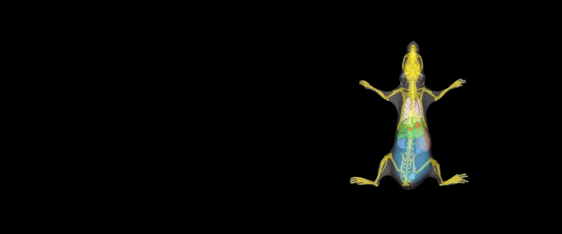Raycision in Vivo Imaging