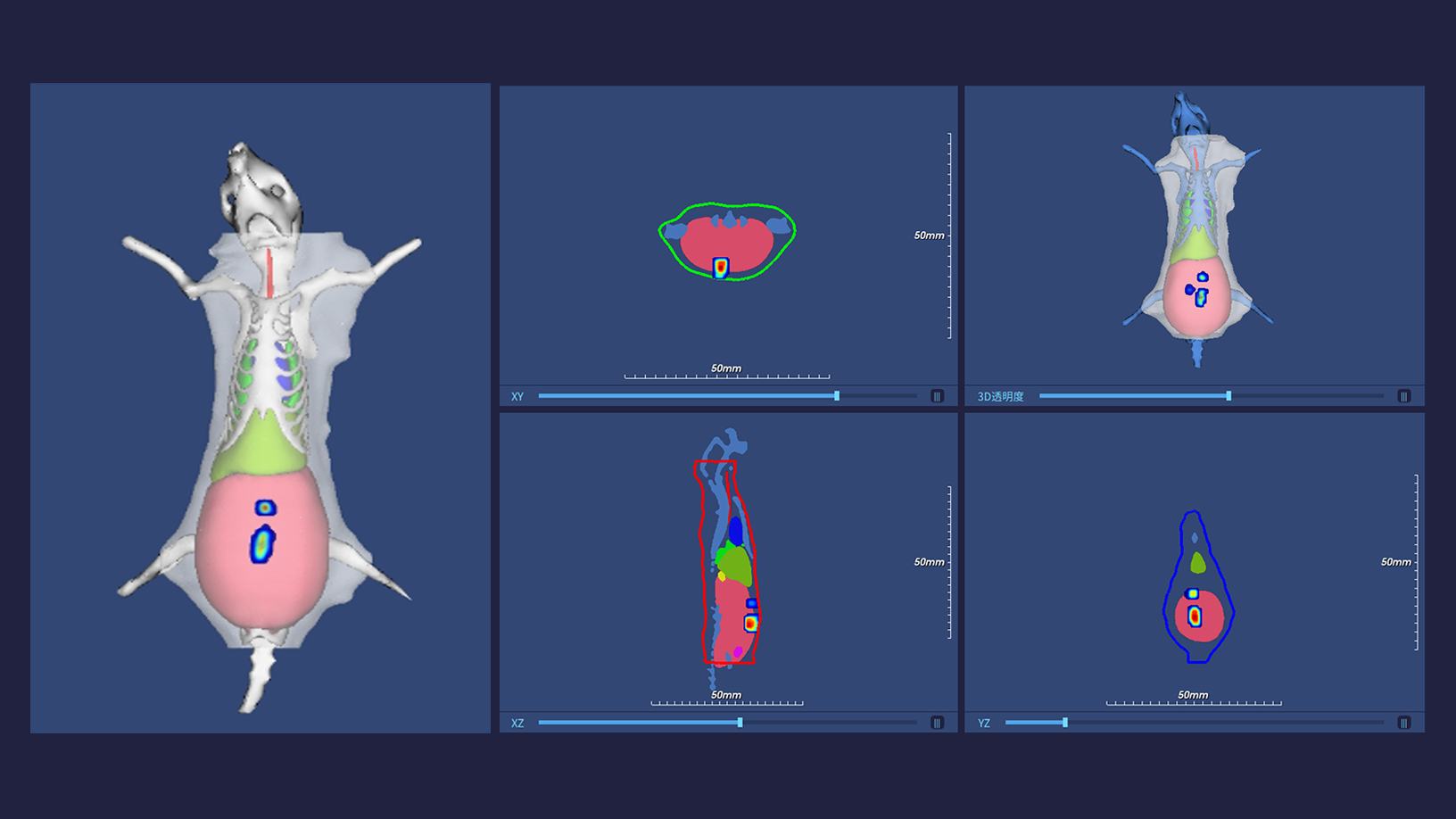 Imaging of mCherry-Labeled Orthotopic Colon Tumor