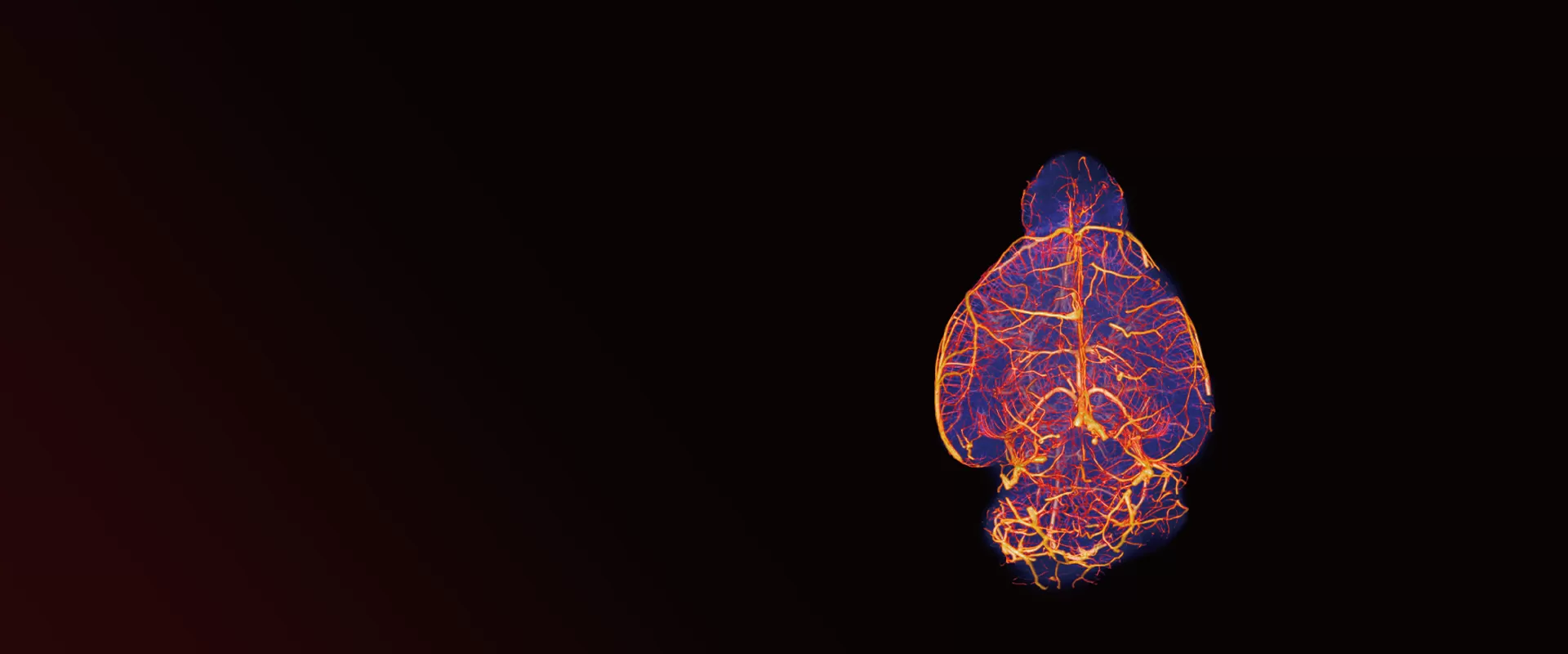 Advanced Micro-CT Imaging Solutions