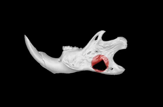 Biomaterials and Tissue Engineering