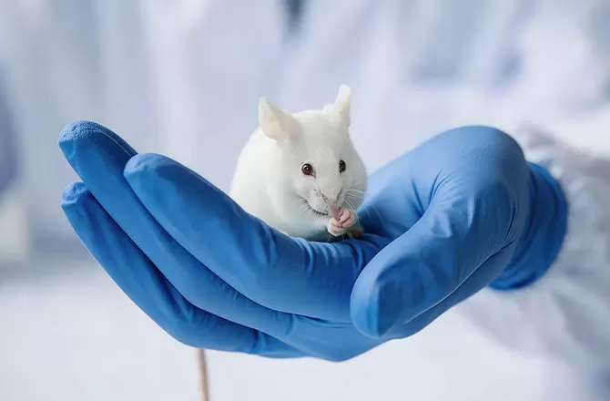 Establishment of Immunodeficient Animal Models