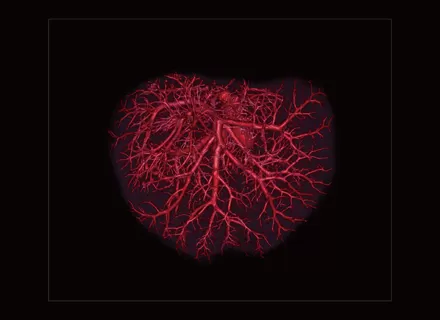 Liver