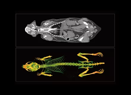 Mouse Whole-body Imaging