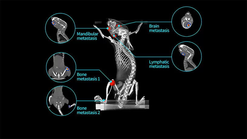 Ultra-High Resolution and Precision: 50 μm CT and Sub-Millimeter Optical Imaging