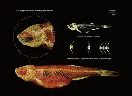 Zebrafish